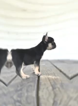 Tri Female in New Orleans, Louisiana