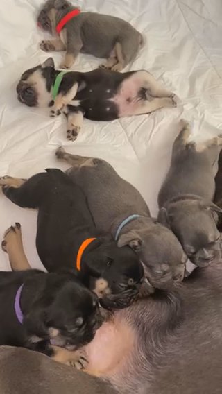 Coco Feeding her Pups in Jacksonville, Florida