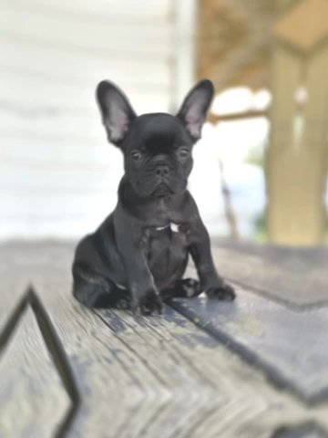 Black Trindle Male in New Orleans, Louisiana