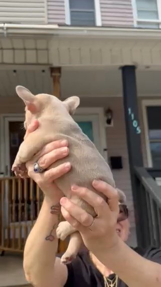 8 Week Old Frenchie in Easton, Pennsylvania