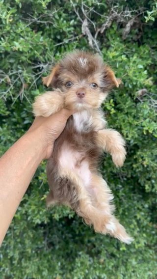 Wonka AKC chocolate Yorkie, male in Montgomery, Alabama