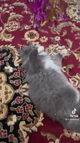 Siberian kittens Available White Plains NY. in White Plains, New York