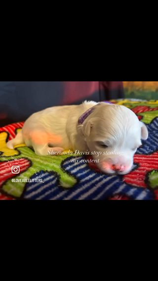 Our available Females(sold) in Raleigh, North Carolina
