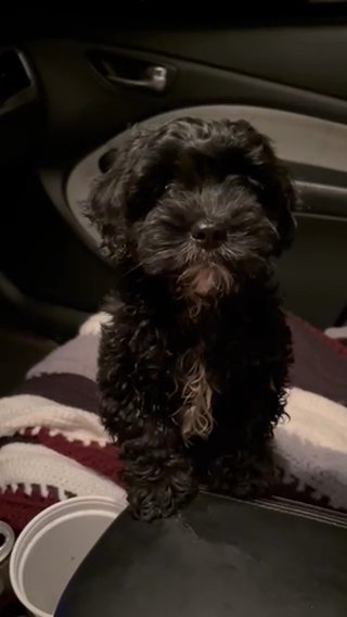 Labradoodle in Cambridge, Maryland