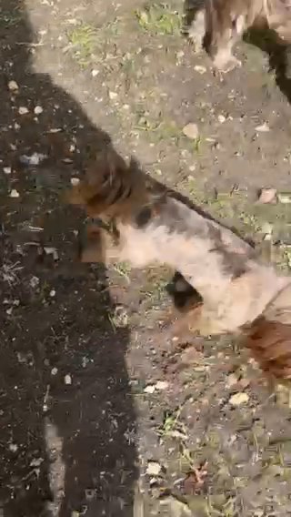 Akc Chocolate Dobie Carries Blue Stud For Sale in Belton, Texas