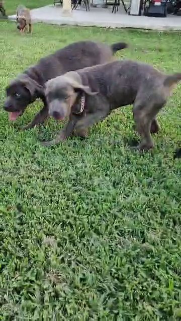 ready akc cane corso puppies 3 left in Humble, Texas