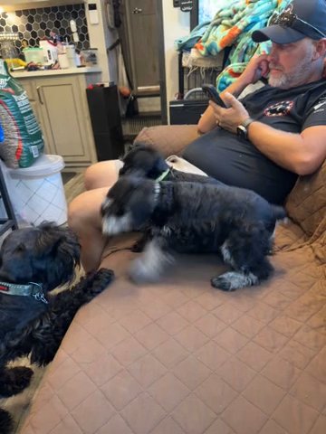 Three AKC Mini Schnauzers in Egg Harbor, New Jersey