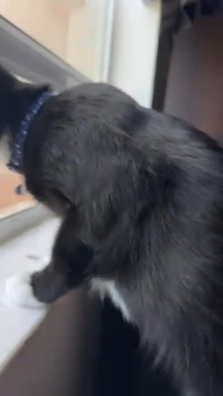 Cat For Sale in Kissimmee, Florida