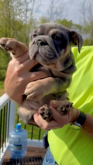 SOLD - AKC Blue Tri English Bulldog - 8 Weeks in Chambersburg, Pennsylvania
