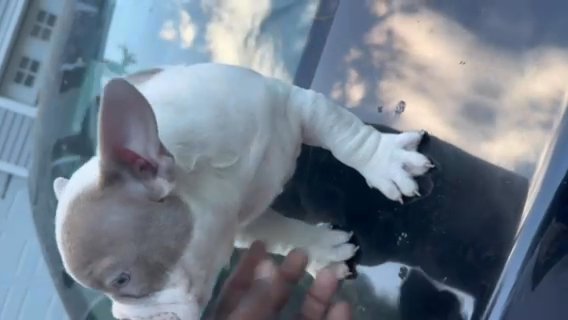 Micro, bully, female, great pedigree in Derry, New Hampshire