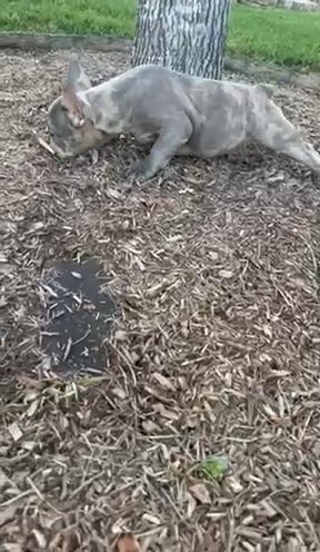 SOLD- French Bulldog- Blue Brindle Merle-Female in Savannah, Georgia