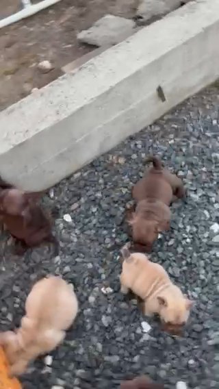 American Bully Micro 8 Weeks Old in Rancho Cucamonga, California