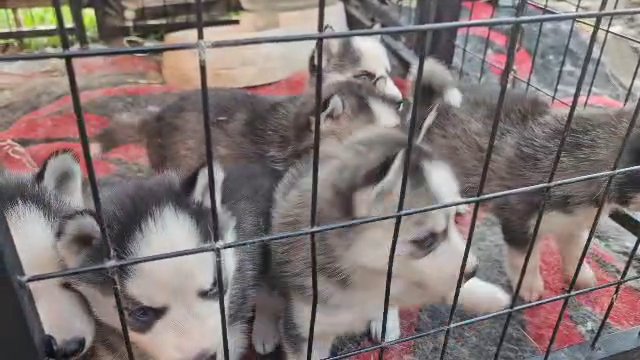 husky puppies in Los Angeles, California