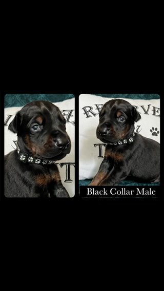 AKC European Doberman Puppies in Cleveland, Ohio