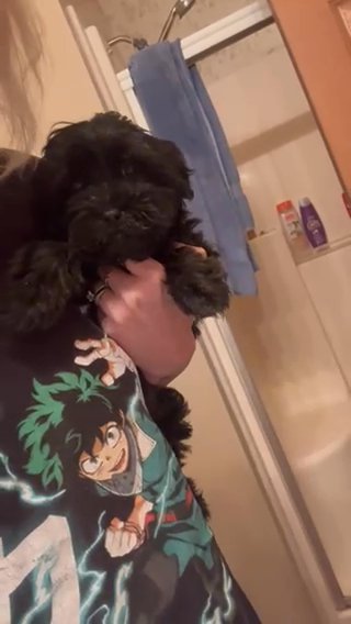 Cavapoo in Cambridge, Maryland