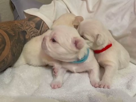 PLATINUM FLUFFY FRENCH BULLDOGS in Rialto, California