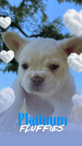 Platinum Fluffy Frenchies in Rialto, California