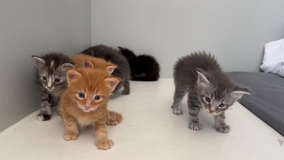 Mainecoons For Sale in Wilmington, Delaware
