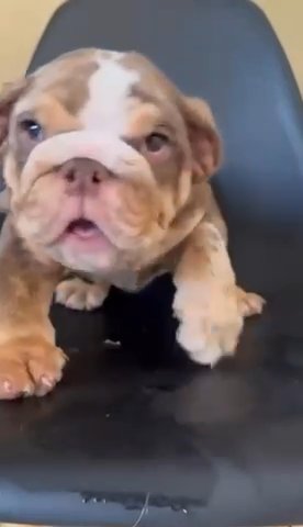 English bulldog puppy (chocolate Merle) in Houston, Texas