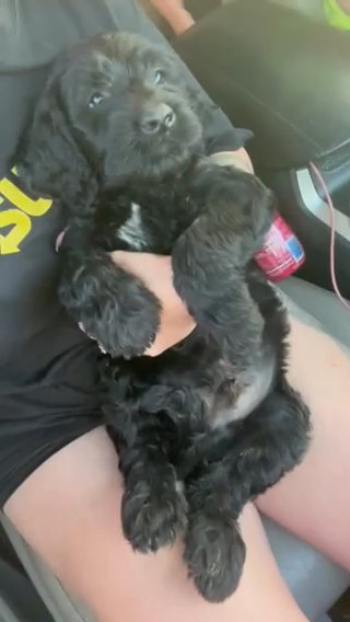 Labradoodle in Cambridge, Maryland