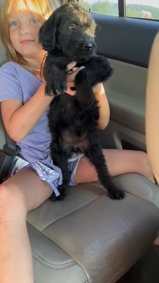 Labradoodle in Cambridge, Maryland
