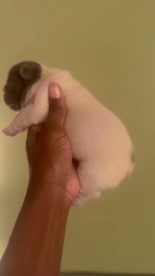 French Bulldog Female in Snellville, Georgia