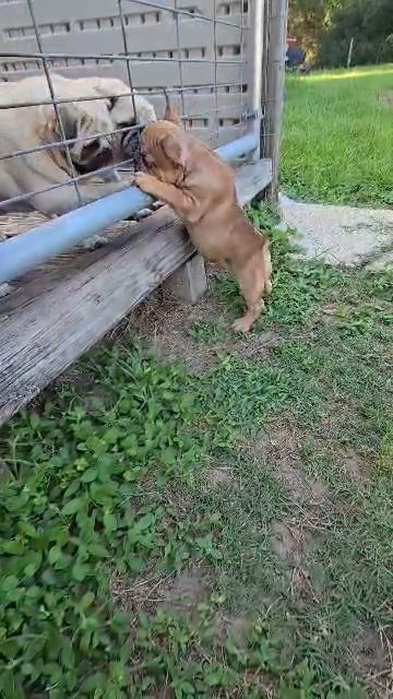 French bulldog in Zephyrhills, Florida