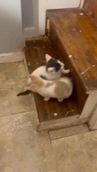 Baby Kittens Girls in Newark, New Jersey