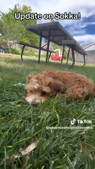SOLD! - Sokka - UPDATE - Champion Line Sable Red With White Markings in Spanish Fork, Utah