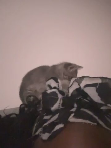 Selling kitten in Forney, Texas