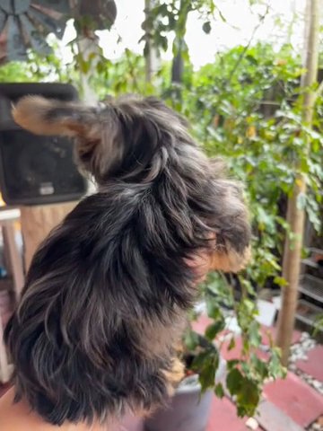 Merle Yorkie ? in Fort Lauderdale, Florida