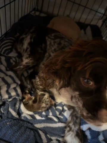 Cocker Spaniel in Kissimmee, Florida