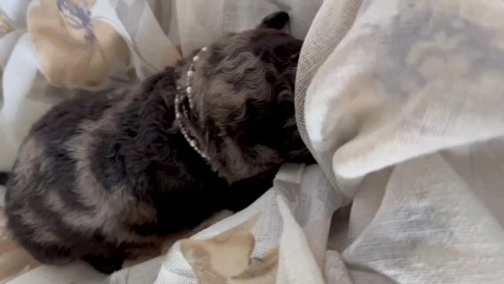 LEXIE - Blue Merle Saint Berdoodle! in Redding, California