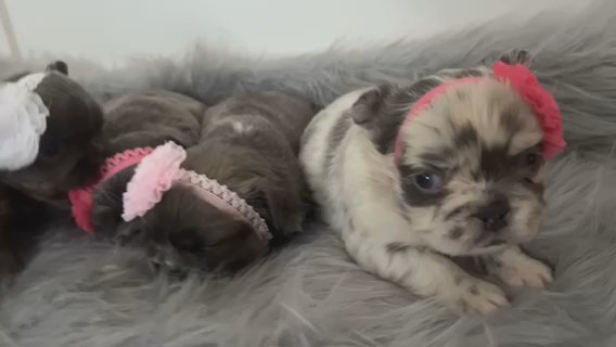 Female Fluffy Frenchies in Rochester, New York