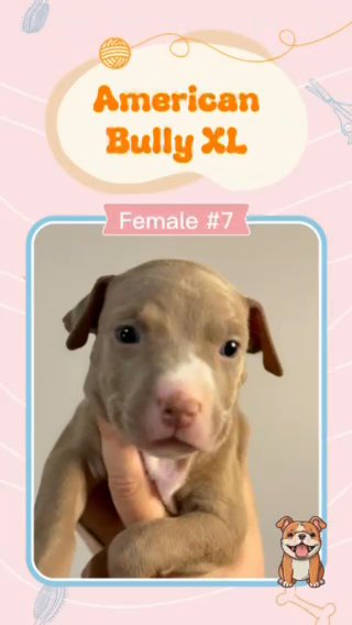 ABKC XL American Bully in Lakeland, Florida