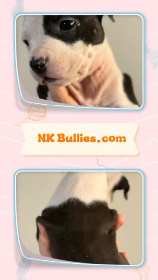 ABKC XL American Bully in Lakeland, Florida