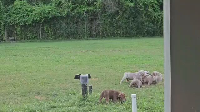 American Bully Puppies in Houston, Texas
