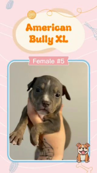ABKC XL American Bully in Lakeland, Florida