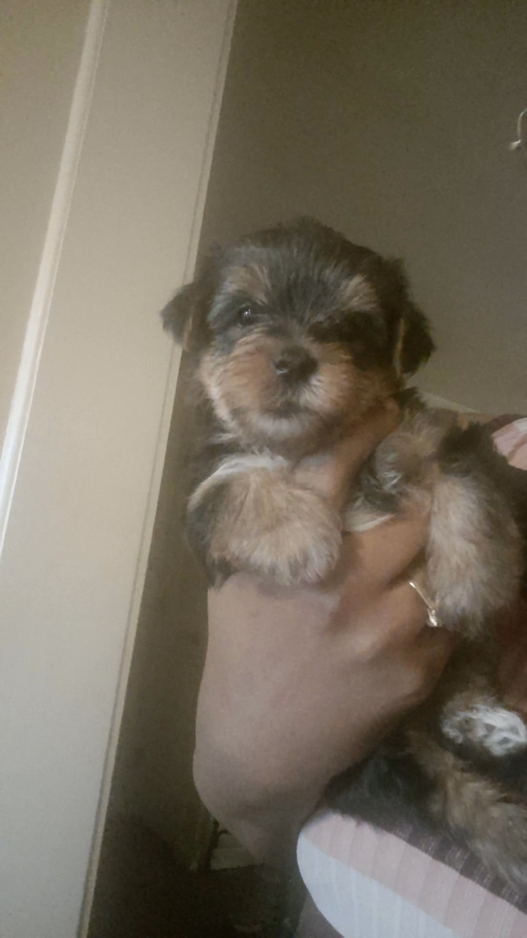 male yorkie in Charlotte, North Carolina