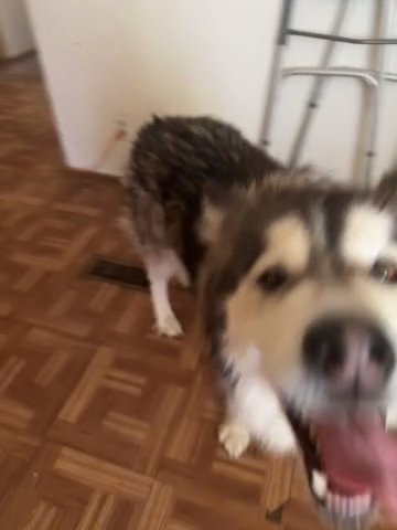 Siberian Husky For Sell in Los Angeles, California