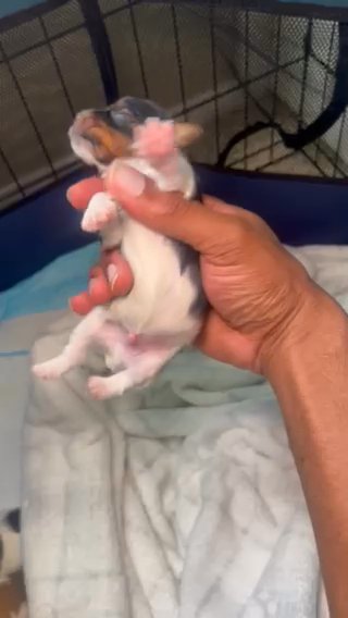 Parti Yorkie boy in Las Vegas, Nevada