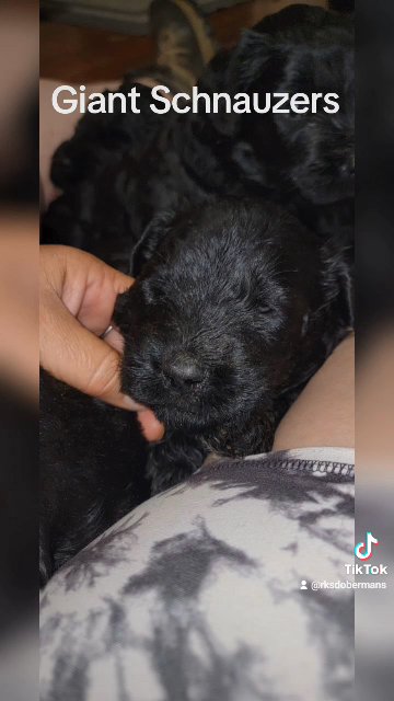 Giant Schnauzer Puppies in Huntington, West Virginia