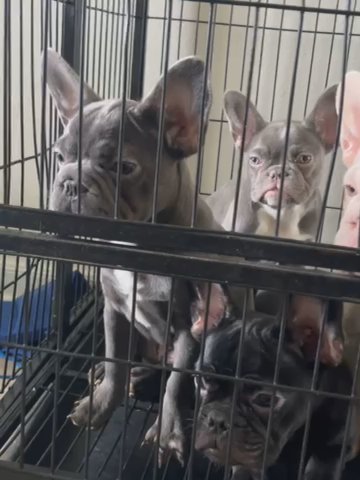 French Bulldog Puppies in Arlington, Texas
