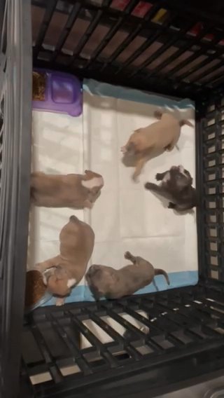 Pocket Bully Puppies in Arlington, Texas