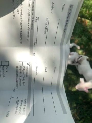 Only 5 Left Dogo Argentino Or Argentine Mastiff in Chicago, Illinois
