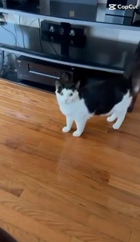 Two Cats (Siblings) Looking For Rehome in Sterling Heights, Michigan