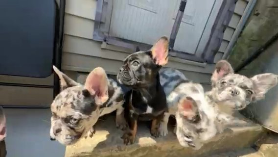 Akc French bulldogs in Philadelphia, Pennsylvania