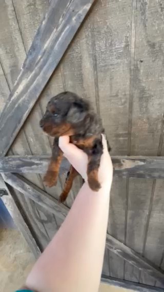 Phantom Merle Toy Poodle -Akc in Birmingham, Alabama