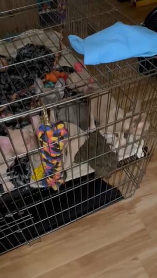 10 Week Old Male in Easton, Pennsylvania