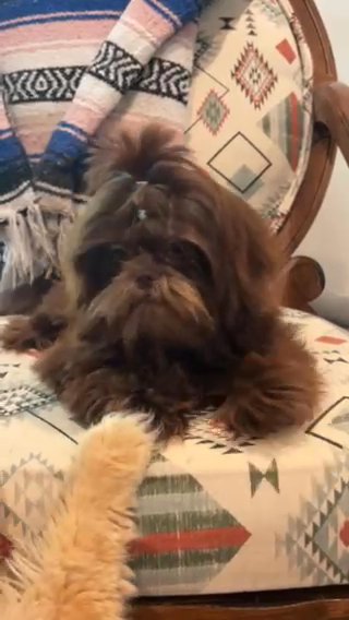 Akc Chocolate Shih Tzu Carries Blue & Dobie in Belton, Texas